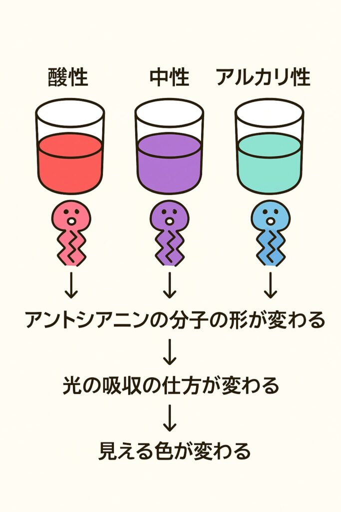 アントシアニンの見え方イメージ