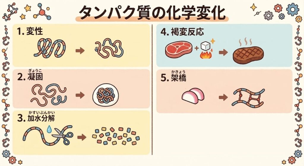 タンパク質の化学変化イメージ